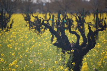 Ask the Winemaker