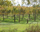 Fenestra Winery