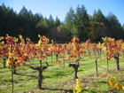 Diamond Creek Winery
