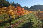 Sonoma Valley