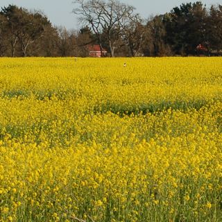 Yellow flowers