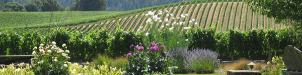 vineyard photo h1